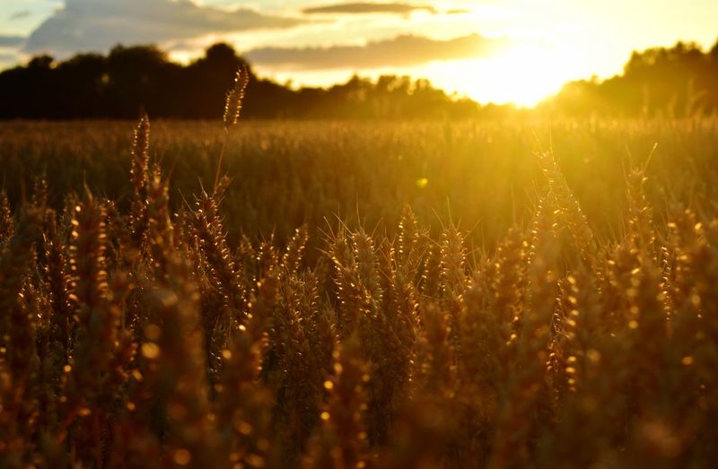 View of stalks in field against sunset
