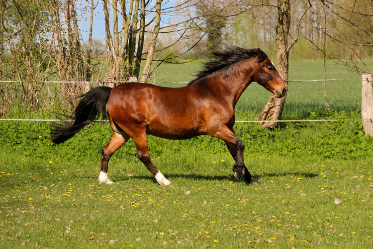 Side view of horse running on field