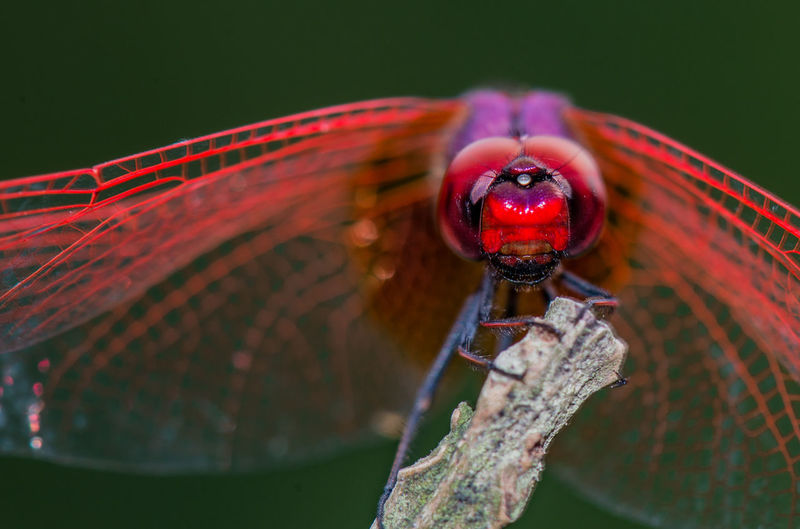 Red dragonfly near a river bed