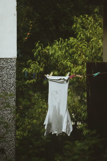 Clothes drying on plant against trees in yard