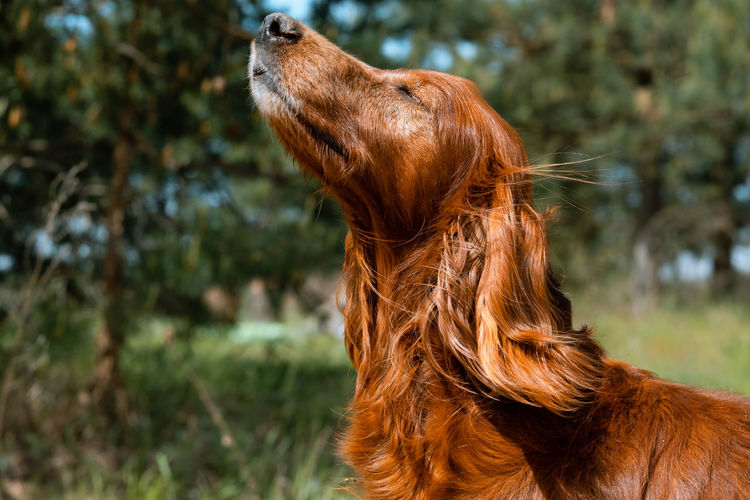 Pretty hould dog in a forest, enjoys the wind and the sun