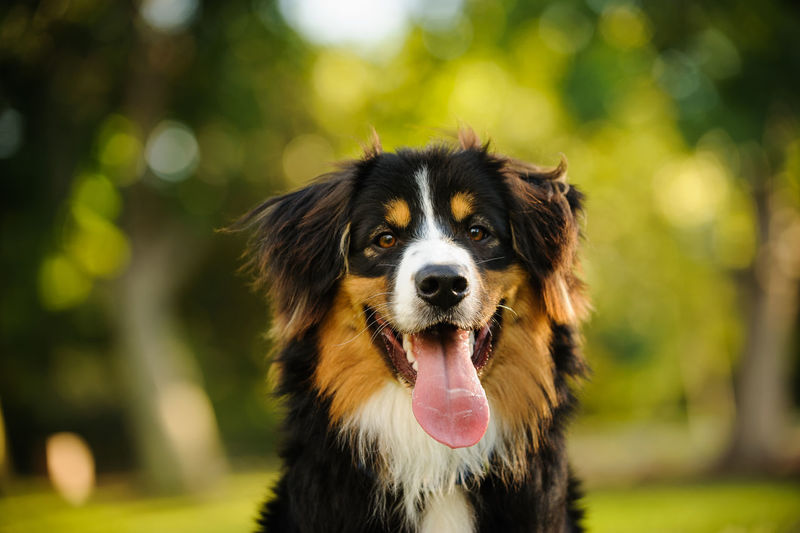 Bernese mountain dog with its tongue out