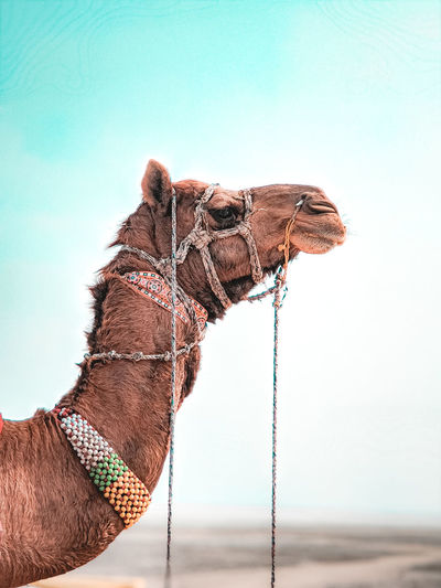 Camel festival