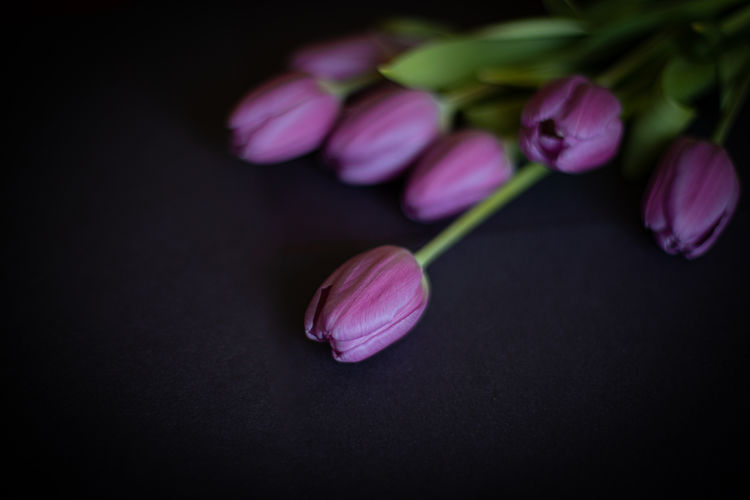 Close-up of pink tulip flower against black background