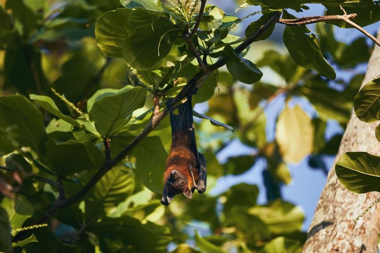 Portrait of indian fruit bat on tree. theme of animals in wild in sri lanka.