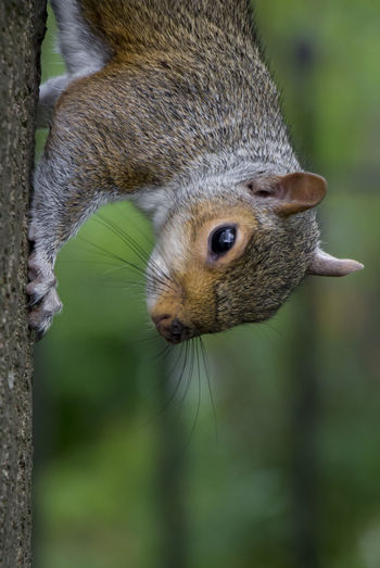 Close-up portrait of squirrel