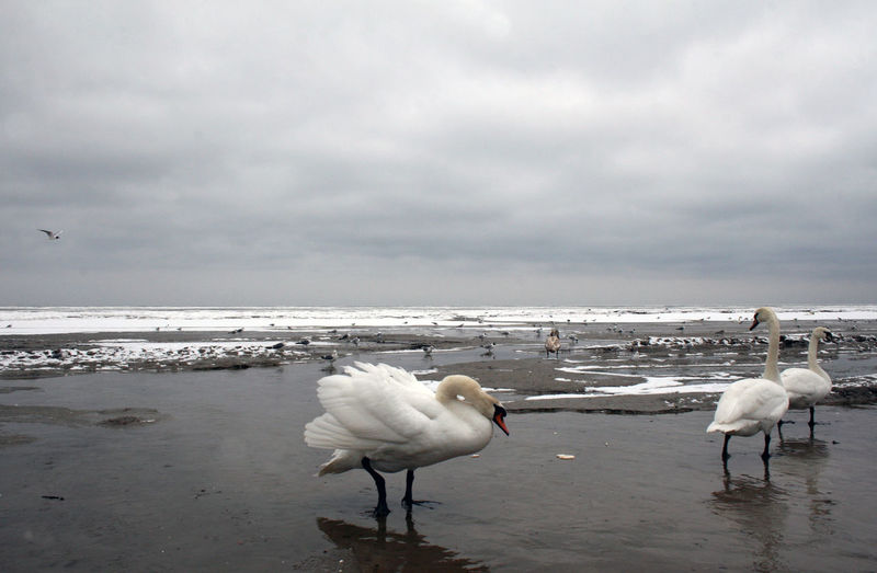 Swan on winter beach