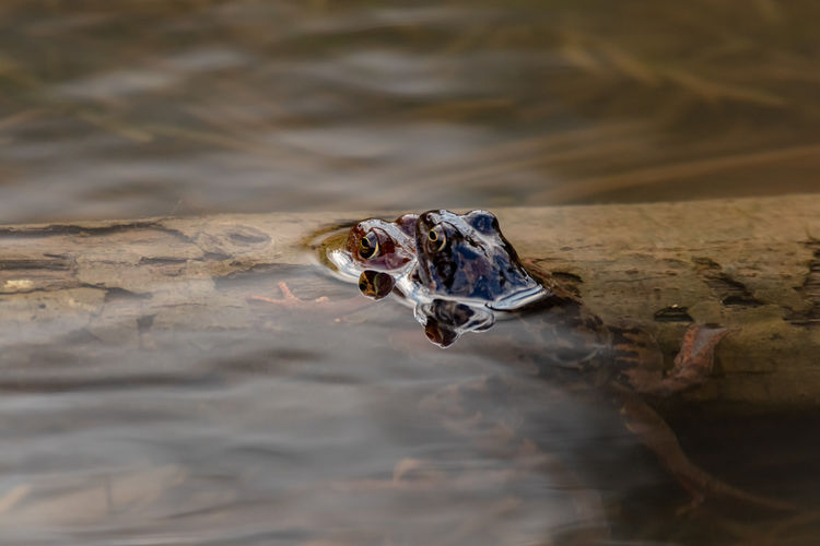 Couple of common frogs