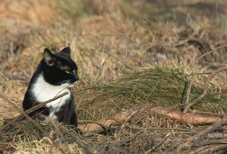 Cat sitting in a field