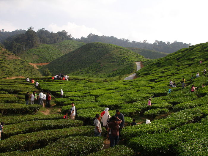 People at tea plantation field