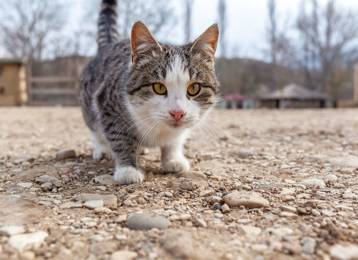 pet