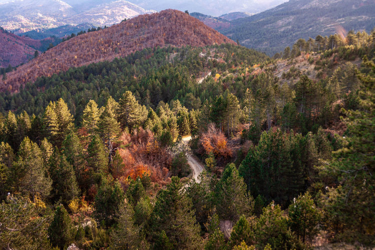 Pine trees in forest during autumn