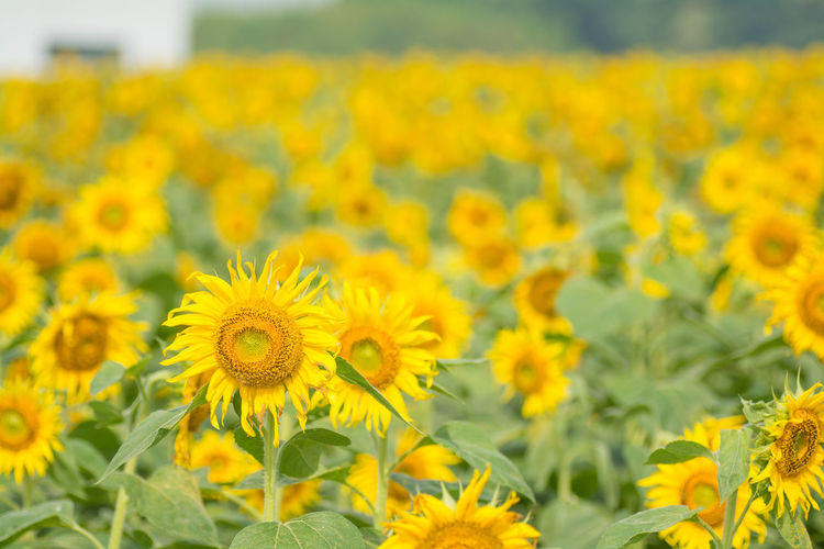 Close-up of fresh sunflowers blooming in field