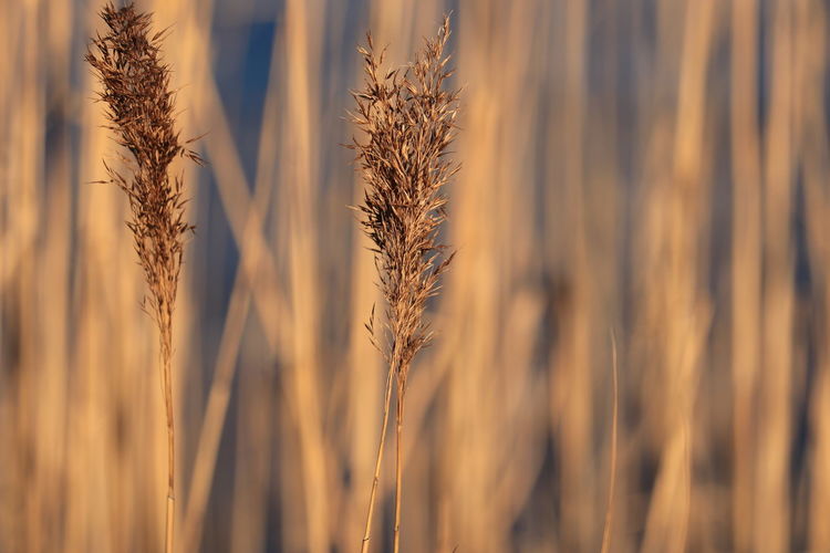 Close-up of wheat growing on field