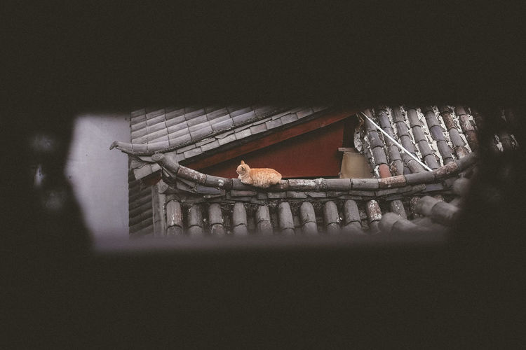 Traditional building with cat on roof