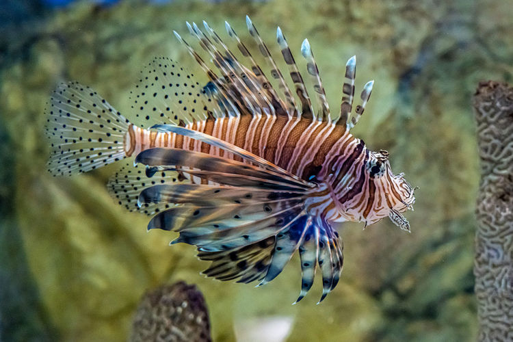 Close-up of fish swimming in sea aquarium