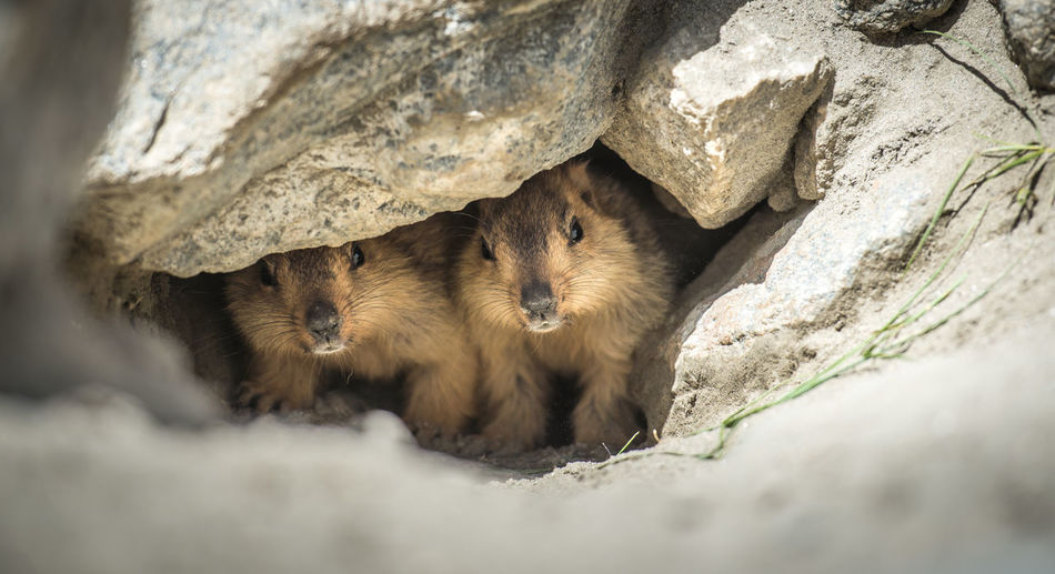 Prairie dogs in small cave