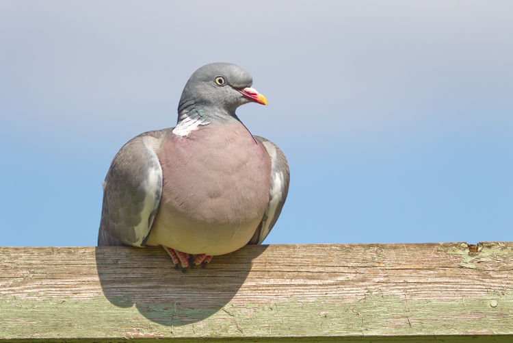 Close-up of seagull perching on wood against clear sky