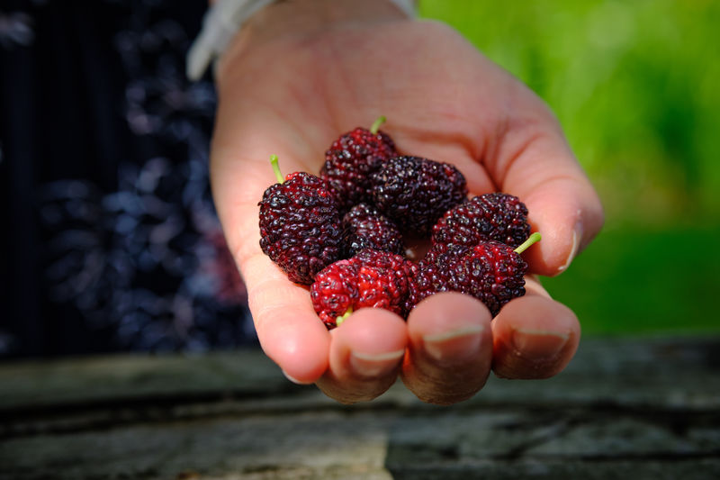 Close-up of hand holding mulberries.