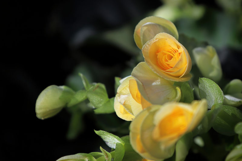Closeup of yellow begonia flowers in bloom