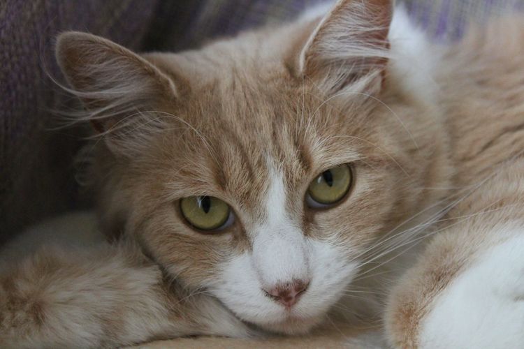 Close-up portrait of cat relaxing