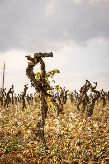 Vineyard landscapes in autumn in the penedes wine region in catalonia