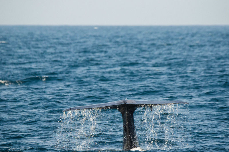 Whale swimming in sea against clear sky