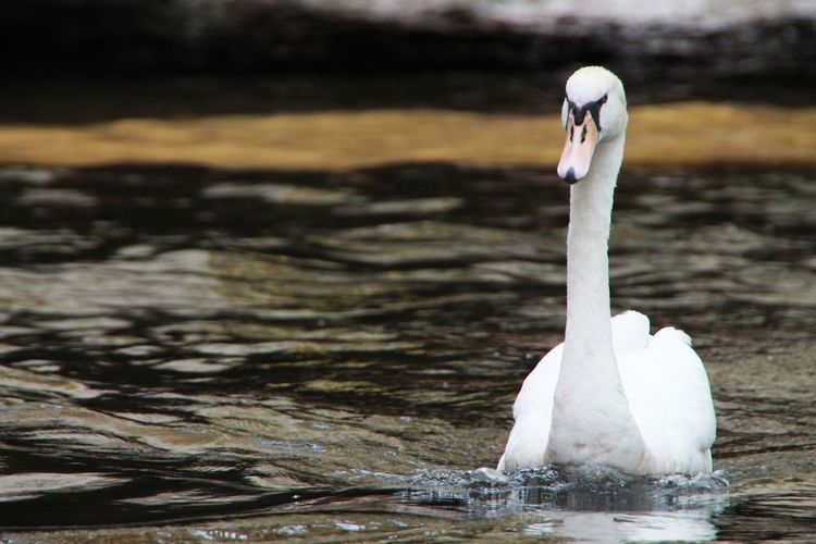 White swan swimming in lake