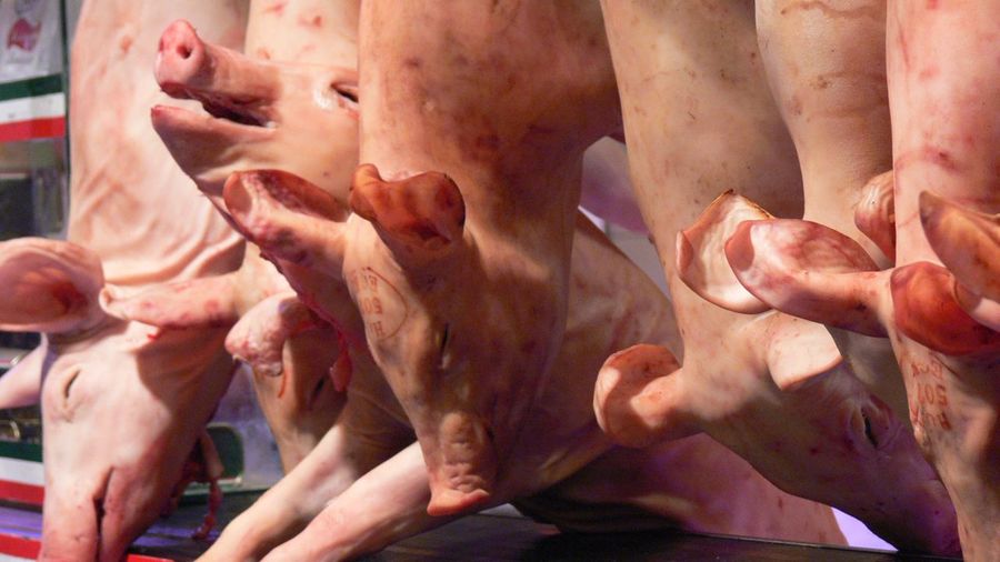 Pigs hanging in slaughterhouse 