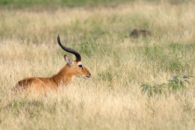Uganda kob, kobus thomasi,  queen elizabeth national park, uganda