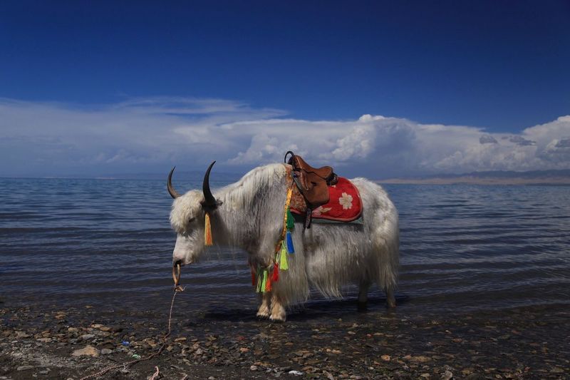 White yak standing on shore at qinghai lake