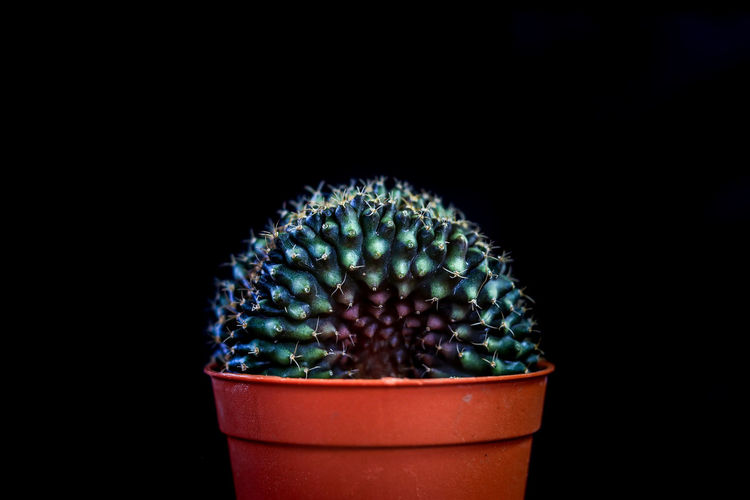 Close-up of potted cactus plant against black background