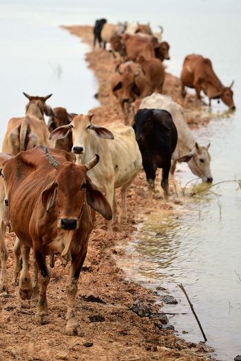Cows standing in a water