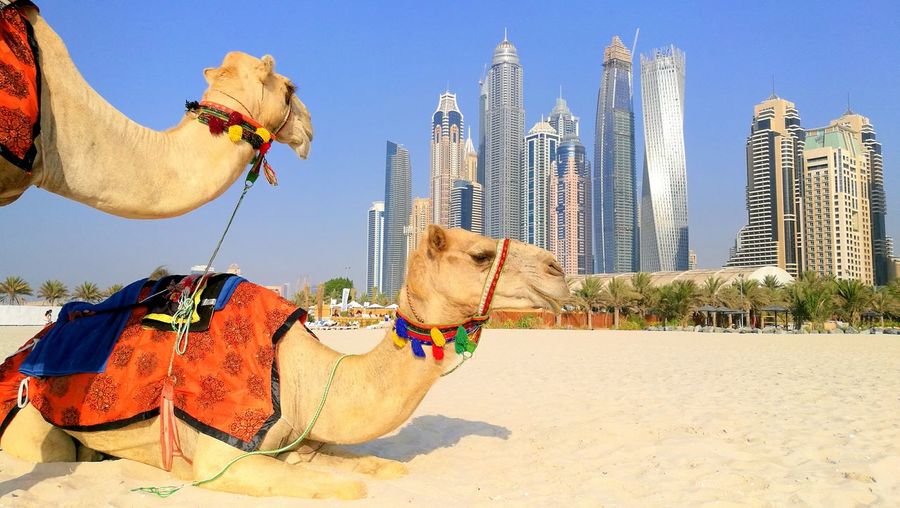 Two camels against dubai cityscape