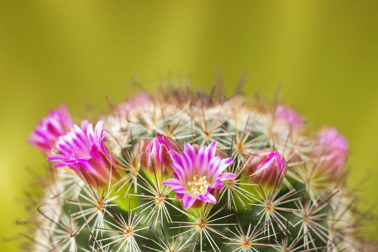 Cactus corolla with bright flowers with pink petals yellow stamen and beautiful spines ,studio shot