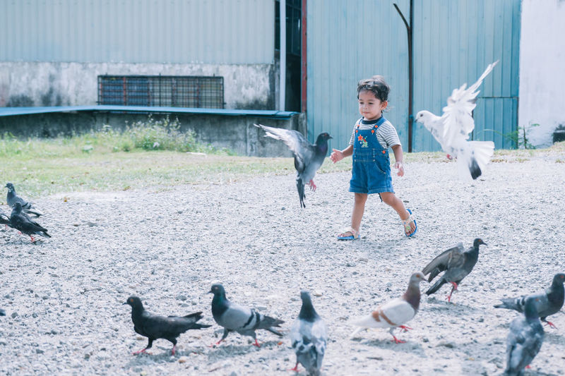 Little girl with pigeons