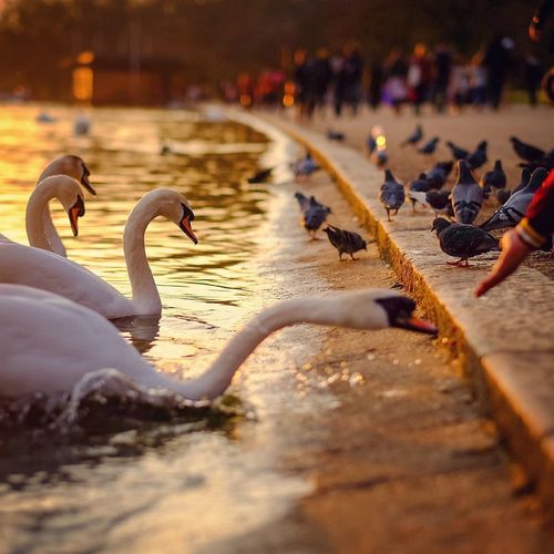 Pigeons and mute swans at lakeshore during sunset
