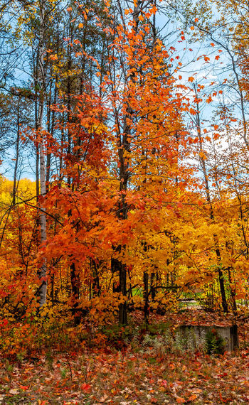 Trees and plants in forest during autumn