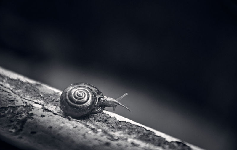 A solitary snail in monochrome.