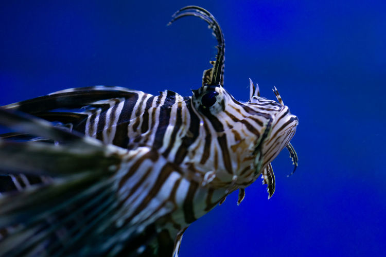Close-up of lionfish swimming in sea