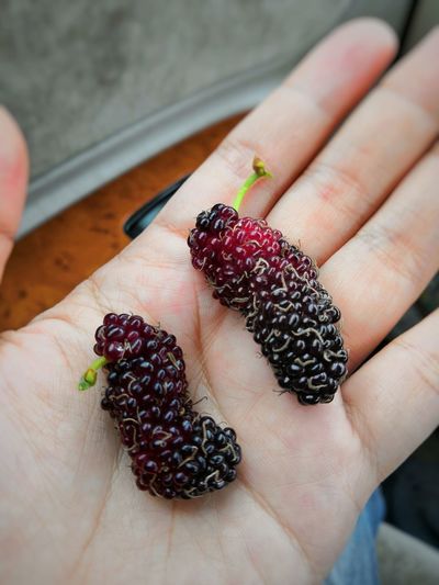 Cropped hand holding berry fruits