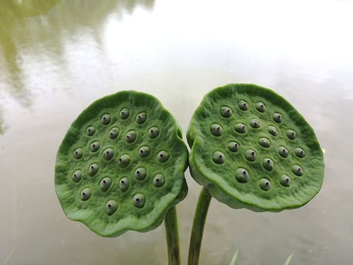 Close-up of lotus pod growing in pond