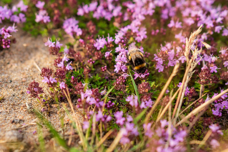 Bee pollinating on purple flower
