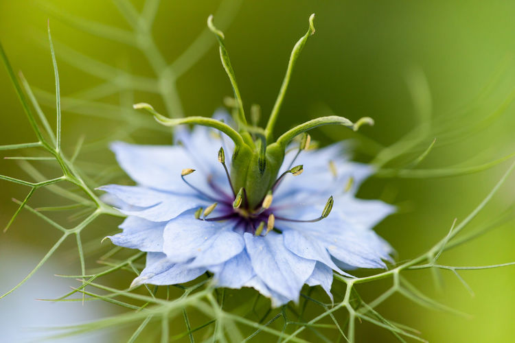 Close-up of purple flowering plant