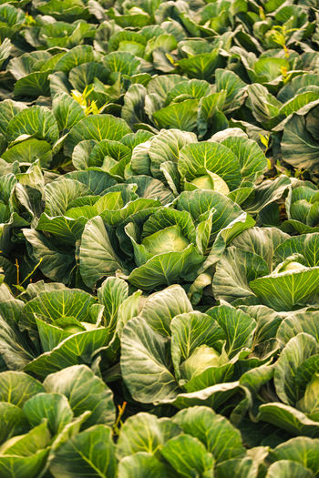 Green cabbages heads in line grow on a field. agriculture concept. v