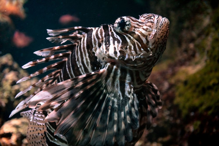 Close-up of zebra turkey fish swimming in sea