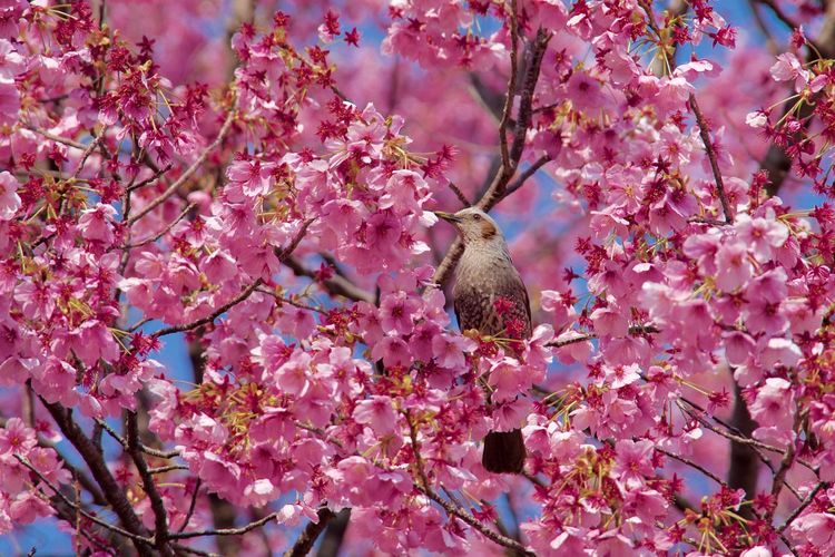 Low angle view of bird perching on pink plum blossoms outdoors