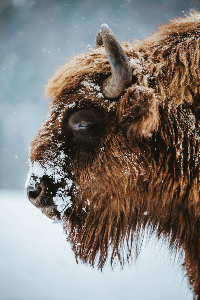 Close-up of american bison during winter