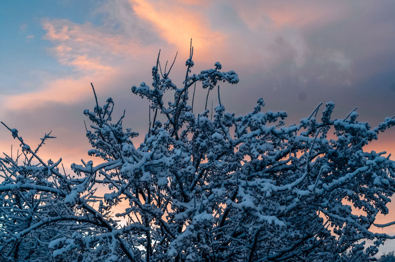 Snow covered plants against sky during sunset