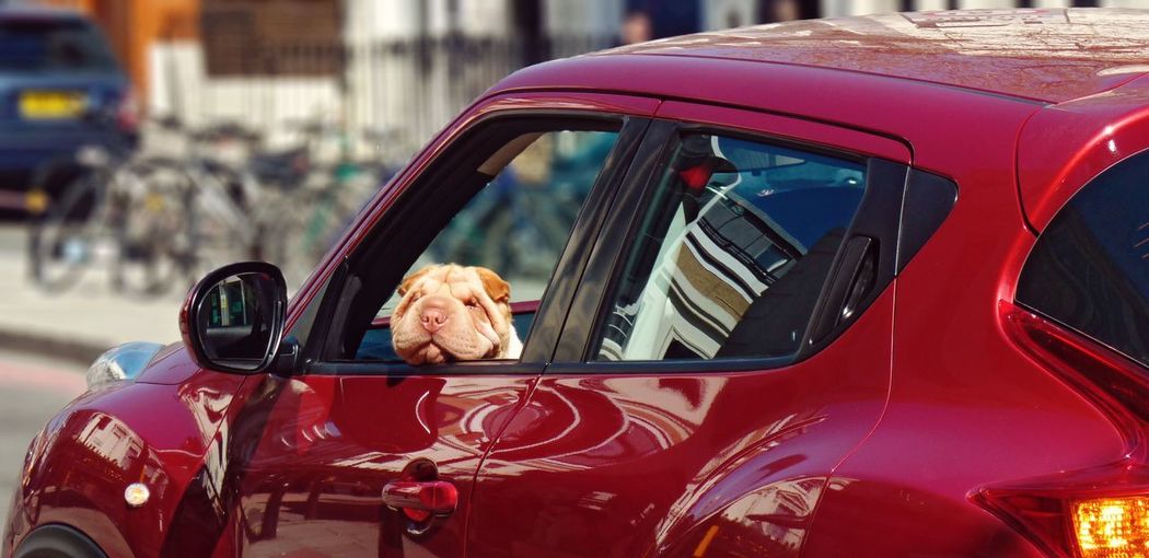 Dog looking out of a red car from the co-driver seat